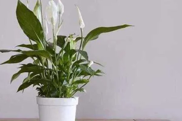 白掌为什么不开花，生长年限不够