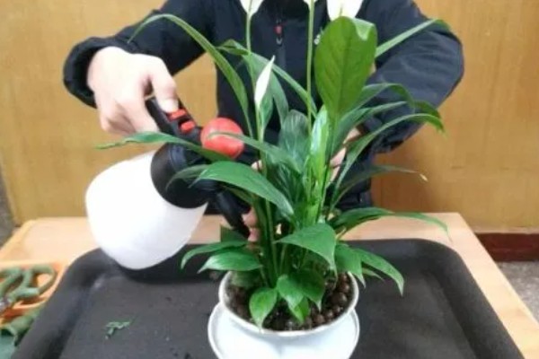 白掌为什么不开花，生长年限不够