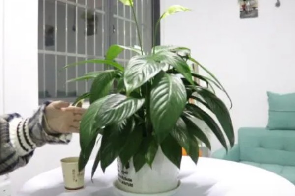 白掌为什么不开花，生长年限不够