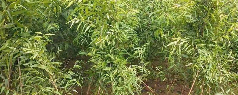 桃树种子的育苗方法，选择在春季4到6月份进行