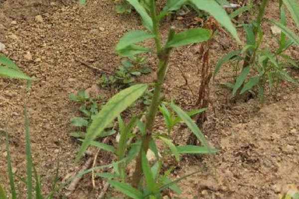 桃树种子的育苗方法，选择在春季4到6月份进行