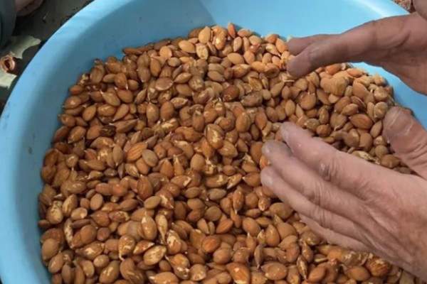 桃树种子的育苗方法，选择在春季4到6月份进行