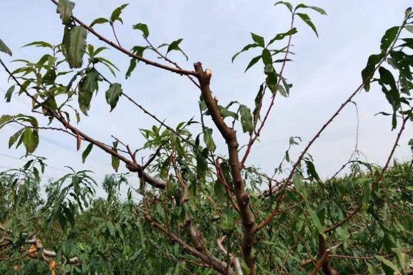 桃树种子的育苗方法，选择在春季4到6月份进行