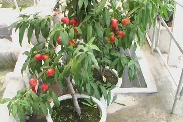 桃树种子的育苗方法，选择在春季4到6月份进行