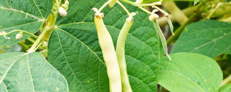 盆栽菜豆树怎么施肥，生长季节每月追施一次腐熟的饼肥水