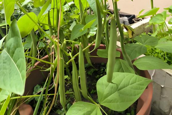 盆栽菜豆树怎么施肥，生长季节每月追施一次腐熟的饼肥水