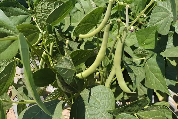 盆栽菜豆树怎么施肥，生长季节每月追施一次腐熟的饼肥水