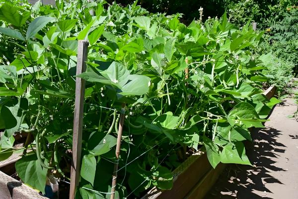 盆栽菜豆树怎么施肥，生长季节每月追施一次腐熟的饼肥水