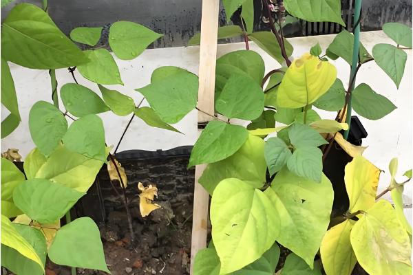 盆栽菜豆树怎么施肥，生长季节每月追施一次腐熟的饼肥水