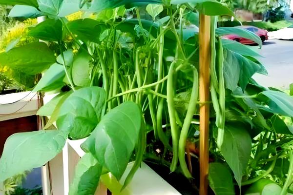 盆栽菜豆树怎么施肥，生长季节每月追施一次腐熟的饼肥水