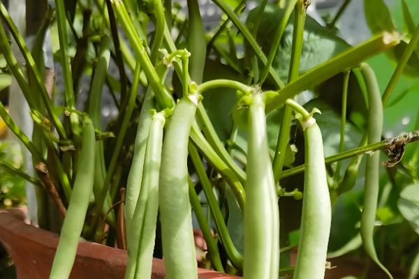 盆栽菜豆树怎么施肥，生长季节每月追施一次腐熟的饼肥水