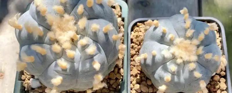 怎么让乌羽玉开花，生长期保持土壤湿润