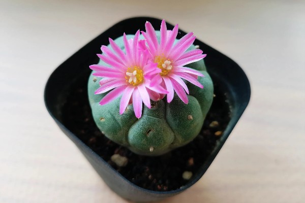 怎么让乌羽玉开花,生长期保持土壤湿润