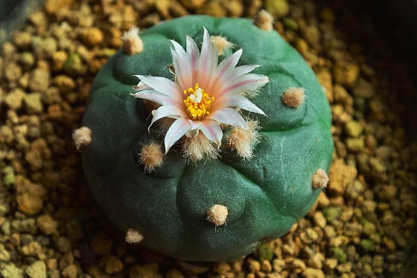 怎么让乌羽玉开花,生长期保持土壤湿润