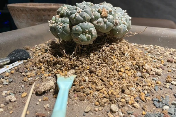 怎么让乌羽玉开花,生长期保持土壤湿润