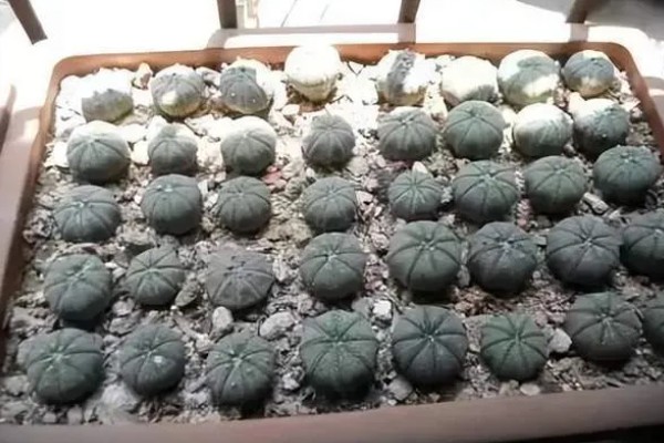 怎么让乌羽玉开花,生长期保持土壤湿润