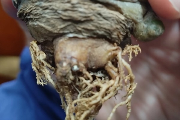 怎么让乌羽玉开花,生长期保持土壤湿润