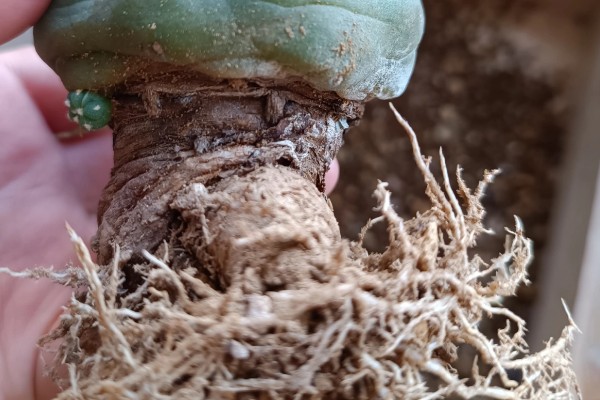 怎么让乌羽玉开花,生长期保持土壤湿润