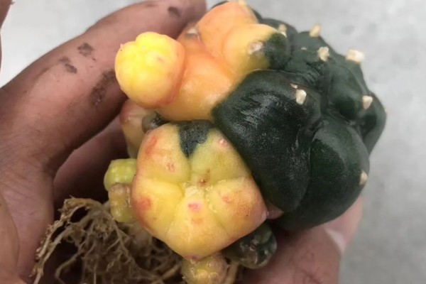 怎么让乌羽玉开花,生长期保持土壤湿润