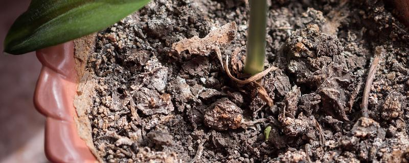 花土板结怎么解决，通过浸水的方式快速的解决