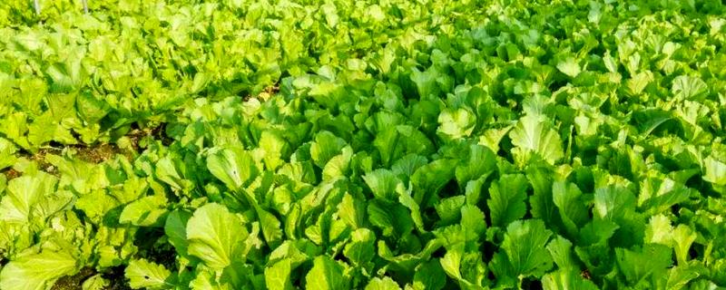 芥菜黑腐病的发病症状，一般先从叶边出现枯黄病斑