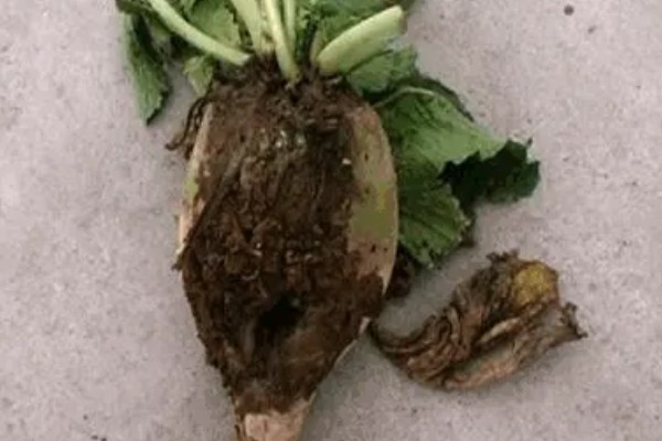 芥菜黑腐病的发病症状，一般先从叶边出现枯黄病斑