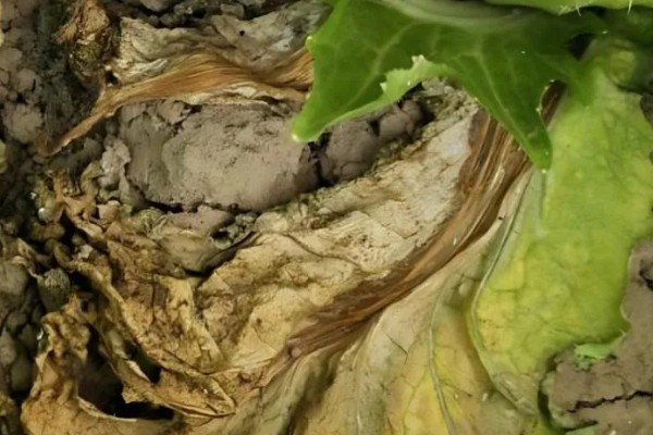 芥菜黑腐病的发病症状，一般先从叶边出现枯黄病斑