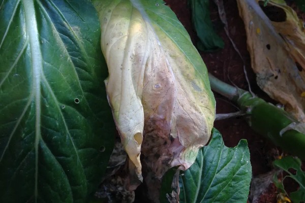 芥菜黑腐病的发病症状，一般先从叶边出现枯黄病斑