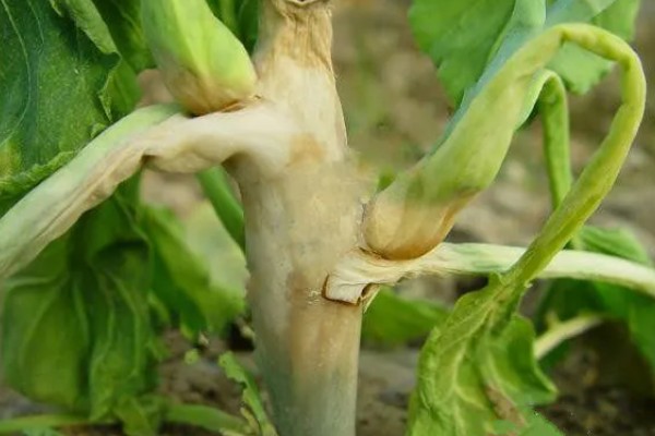芥菜黑腐病的发病症状，一般先从叶边出现枯黄病斑
