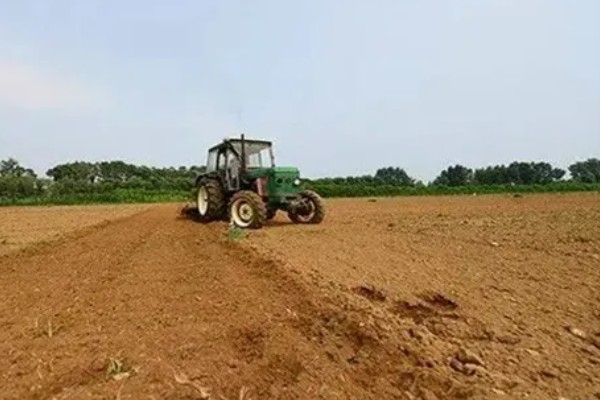 芥菜黑腐病的发病症状，一般先从叶边出现枯黄病斑