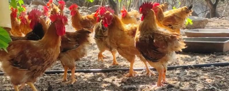 鸡脱毛的原因，慢性传染病、肿瘤病等疾病都会引起