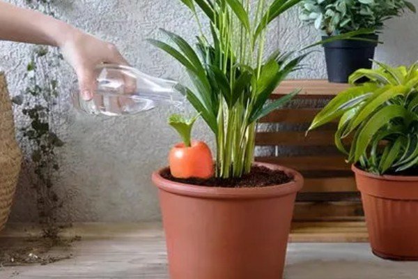 花土板结怎么解决,通过浸水的方式快速的解决