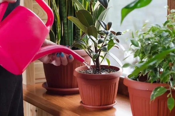 花土板结怎么解决,通过浸水的方式快速的解决