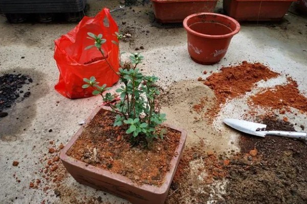 花土板结怎么解决,通过浸水的方式快速的解决