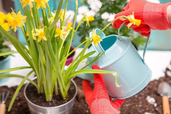 花土板结怎么解决,通过浸水的方式快速的解决