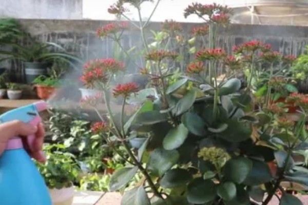 花土板结怎么解决,通过浸水的方式快速的解决