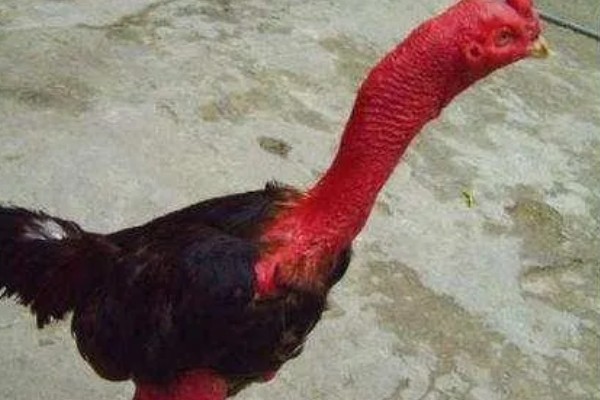 鸡脱毛的原因,慢性传染病、肿瘤病等疾病都会引起