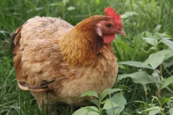 鸡脱毛的原因,慢性传染病、肿瘤病等疾病都会引起