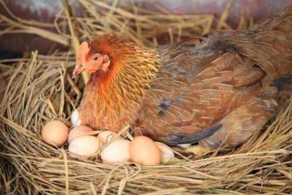 鸡脱毛的原因,慢性传染病、肿瘤病等疾病都会引起