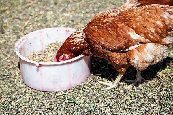 鸡脱毛的原因,慢性传染病、肿瘤病等疾病都会引起