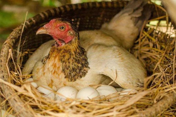 鸡脱毛的原因,慢性传染病、肿瘤病等疾病都会引起