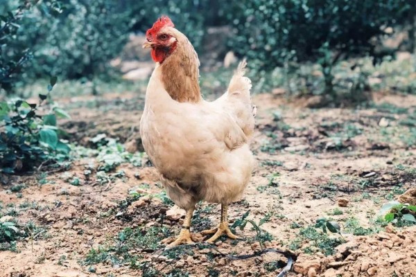 鸡脱毛的原因,慢性传染病、肿瘤病等疾病都会引起