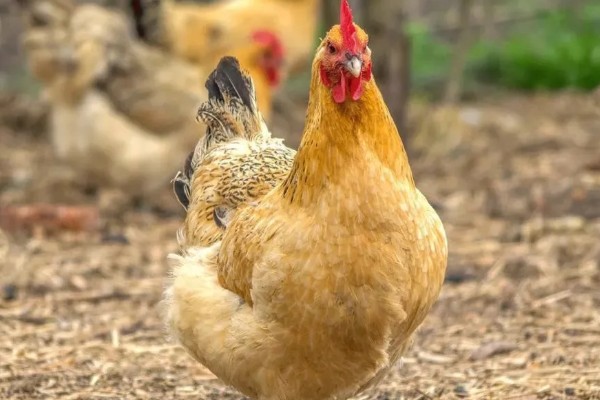 鸡脱毛的原因,慢性传染病、肿瘤病等疾病都会引起