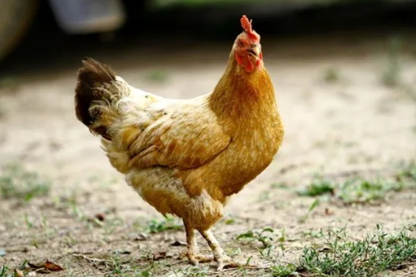 鸡脱毛的原因,慢性传染病、肿瘤病等疾病都会引起