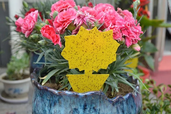 花土板结怎么解决,通过浸水的方式快速的解决