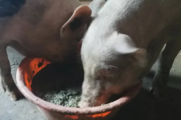 猪吐不吃食是哪种病,是猪传染性胃肠炎
