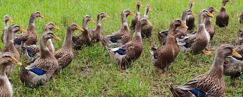 怎样给鸭子增肥，可以将新鲜猪血和鸭饲料进行混合饲喂