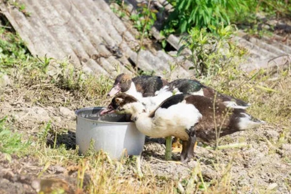 怎样给鸭子增肥,可以将新鲜猪血和鸭饲料进行混合饲喂