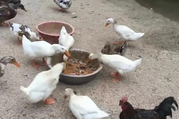 怎样给鸭子增肥,可以将新鲜猪血和鸭饲料进行混合饲喂