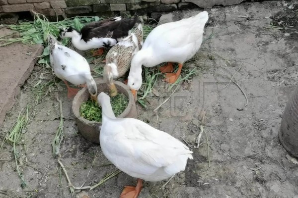 怎样给鸭子增肥,可以将新鲜猪血和鸭饲料进行混合饲喂